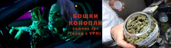 сатива Новозыбков