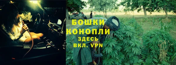 сатива Новозыбков