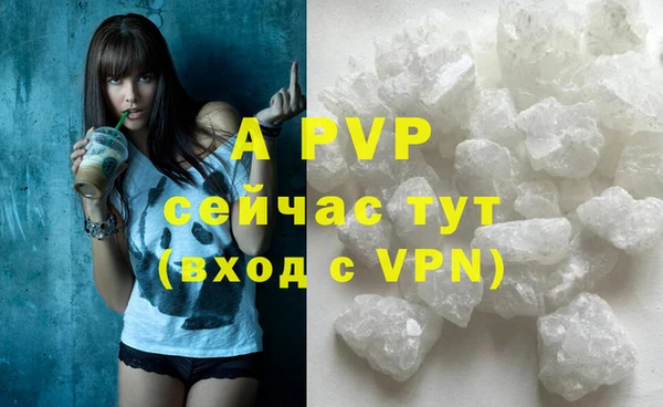 сатива Новозыбков