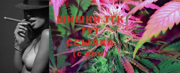 сатива Новозыбков
