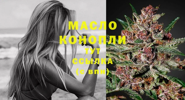 сатива Новозыбков
